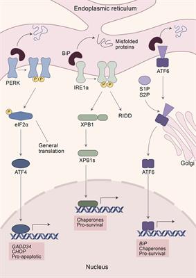 Tidy up - The unfolded protein response in sepsis